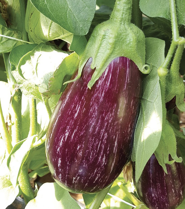 Striata F1